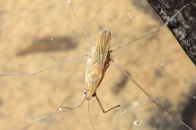 Water Strider (Gerridae)