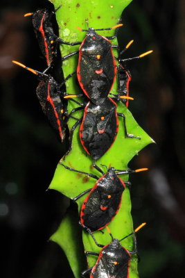 Dinidor rufotinctus (Dinidoridae)