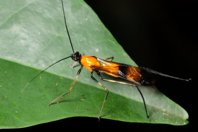 Assassin Bug, Hiranetis braconiformis (Reduviidae: Harpactorinae)