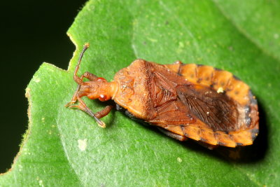 Flat Bark Bug, Hesus acuminatus (Aradidae)