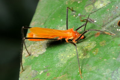 Assassin Bug, Saica sp. (Reduviidae: Saicinae)