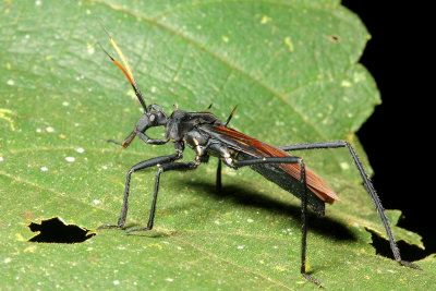 Assassin Bug, Zelurus spinidorsis (Reduviidae: Reduviinae)