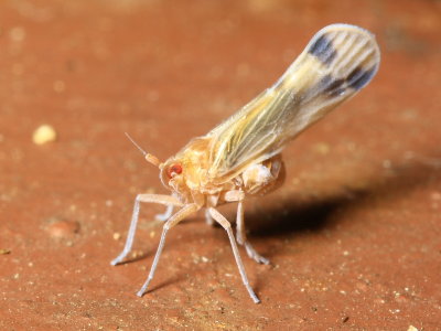 Achilixiid Planthopper, Bebaiotes sp. (Achilixiidae)