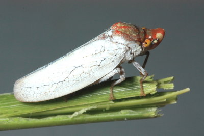 Sharpshooter, Diestostemma sp. (Cicadellinae)
