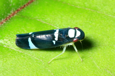Sharpshooter, Erythrogonia ekila (Cicadellinae)