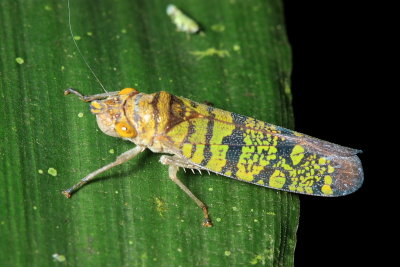 Sharpshooter, Ichthyobelus sp. (Cicadellinae)