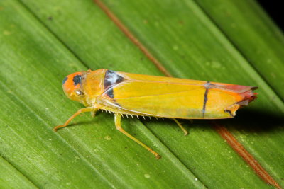 Sharpshooter, Poeciloscarta aurorula (Cicadellinae)