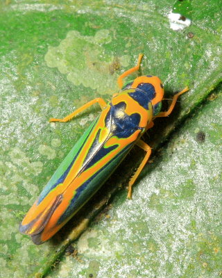 Sharpshooter, Soosiulus sp. (Cicadellinae)