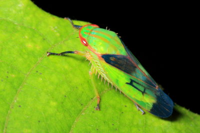 Leafhopper (Iassinae)