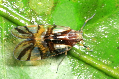 Cixiid Planthopper (Cixiidae: Cixiini)
