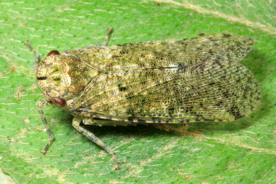 Fulgorid Planthopper, Calyptoproctus sp. (Fulgoridae)