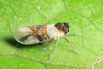 Cixiid Planthopper, Pintalia sp. (Cixiidae)