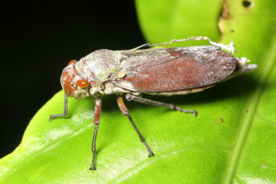 Sharpshooter, Tretogonia sp. (Cicadellinae)