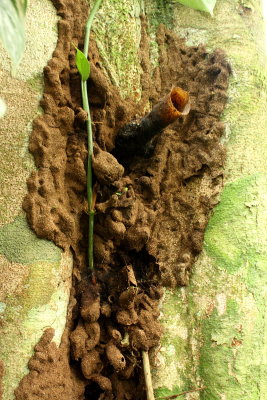 Stingless bee nest (Apidae: Meliponinae)