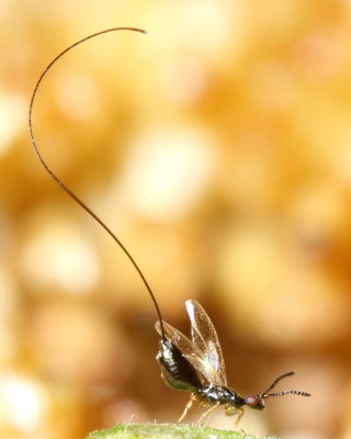 Fig Wasp, Idarnes sp. (Sycophaginae)