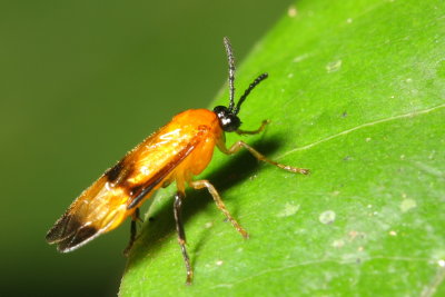 Sawfly (Pergidae)