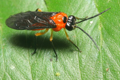 Sawfly (Tenthredinidae)