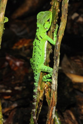Amazon Forest Dragon, Enyalioides laticeps (Hoploceridae)