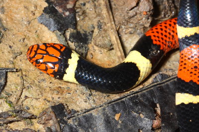Surinam Coral Snake, Micrurus surinamensis (Elapidae)