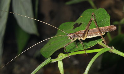 Katydid, Teleutias sp. (Tettigoniidae: Pseudophyllinae)