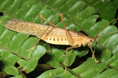 Katydid, Leptotettix sp. (Tettigoniidae: Pseudophyllinae)