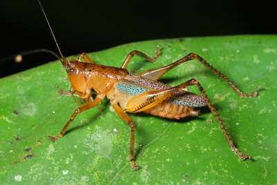 Conehead, Eschatoceras bipunctatus (Tettigoniidae: Conocephalinae)