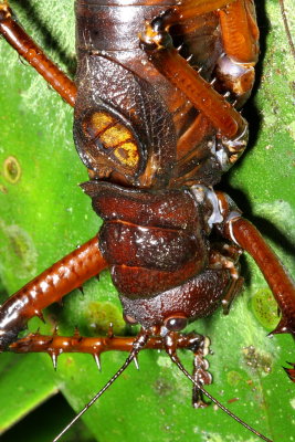 Spiny Lobster, Panoploscelus specularis (Tettigoniidae: Pseudophyllinae)