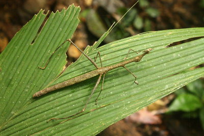 Jumping Stick, Apioscelis sp. (Proscopiidae)