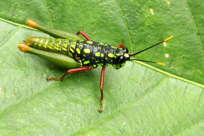 Grasshopper, Galidacris agilis (Acrididae)