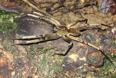 Wandering Spider (Ctenidae)