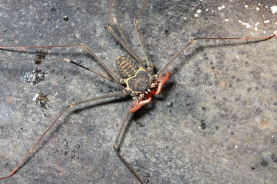 Whip Spider, Paraphrynus cf. (Phrynidae)