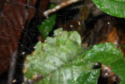 Social Spider (Theridiidae)
