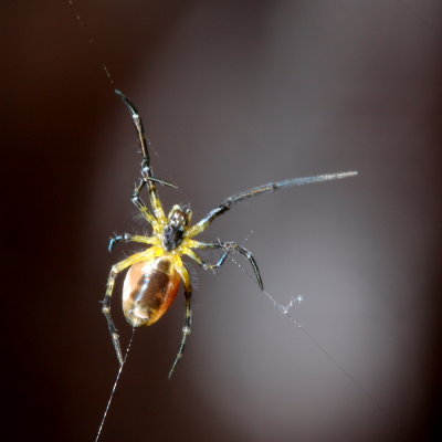 Social Spider (Theridiidae)