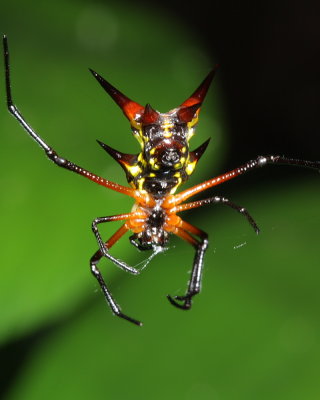 Orb-weaver, Micrathena kirbyi (Araneidae)