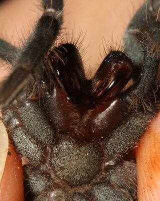 Tarantula, Megaphobema sp. (Theraphosidae)