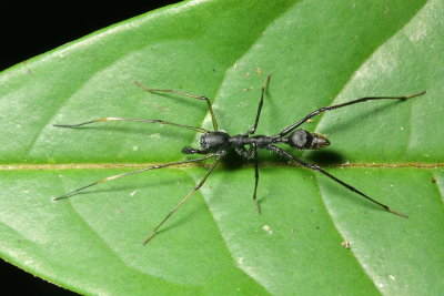 Ant-mimic Spider, Myrmecium sp. (Corinnidae)