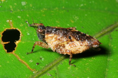Grouse Locust, Platytettix gibbosulus (Tetrigidae)