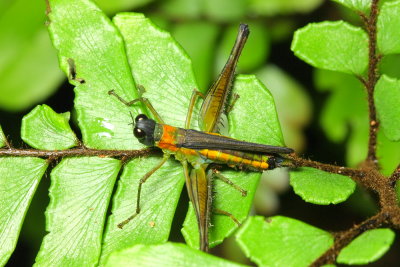 Airplane Grasshopper, Eumastax vittatus (Eumastacidae)