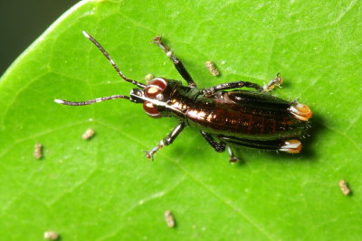 Grasshopper nymph (Acrididae)