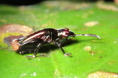 Grasshopper nymph (Acrididae)