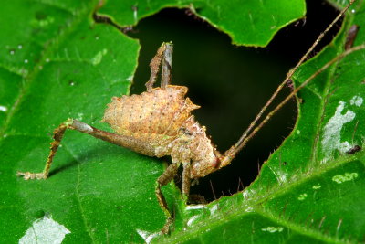 Dead-leaf Katydid, Typohyllum sp. (Tettigoniidae: Pterochrozinae)