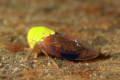 Leafhopper, Rotundicerus sp. (Eurymelinae)
