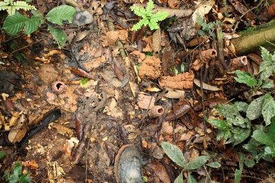 Cicada chimneys (Cicadidae)