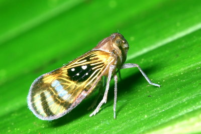 Cixiid Planthopper, Pintalia constellaris (Cixiidae)