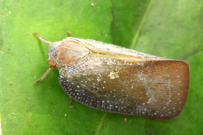 Flatid Planthopper (Flatidae: Nephesini)