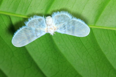 Derbid Planthopper, Mysidia sp. (Derbidae: Mysidini)