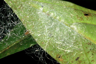 Whiteflies (Aleyrodidae: Aleuridicinae)