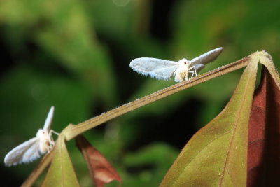 Derbid Planthopper, Mysidia sp. (Derbidae: Mysidini)