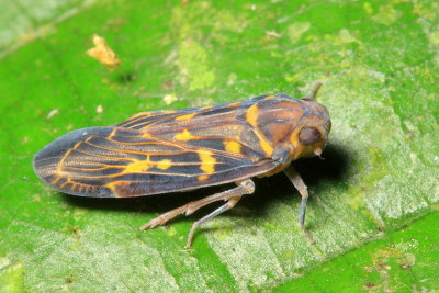 Achilid Planthopper, Plectoderes cf. (Achilidae)