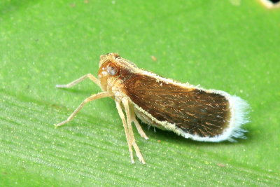 Cixiid Planthopper, Pintalia sp. (Cixiidae)